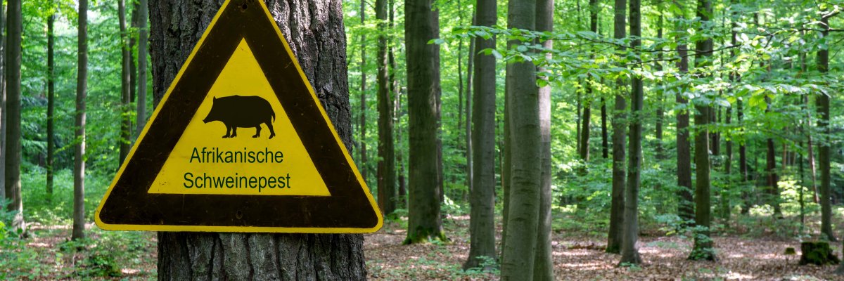 Hinweis Afrikanische Schweinepest Auf dem Bild erkennt man einen Wald. Im linken Vordergrund hängt, an einem Baum, ein gelbes Warnschild. Auf diesem ist ein Wildschein abgebildet und der Hinweis: Afrikanische Schweinepest.