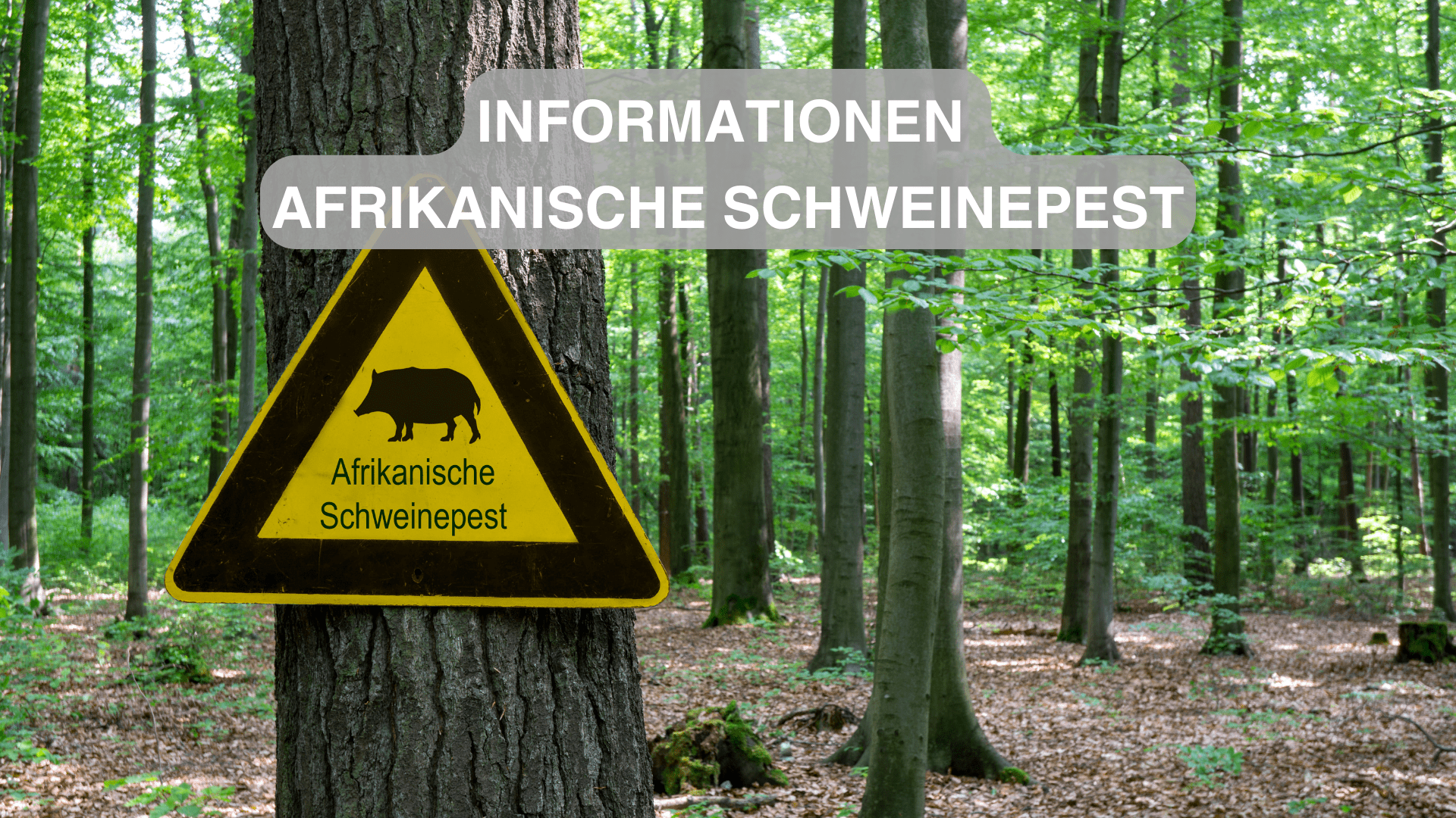 Zwischenüberschrift hinzufügen - 1 Zwischenüberschrift hinzufügen - 1