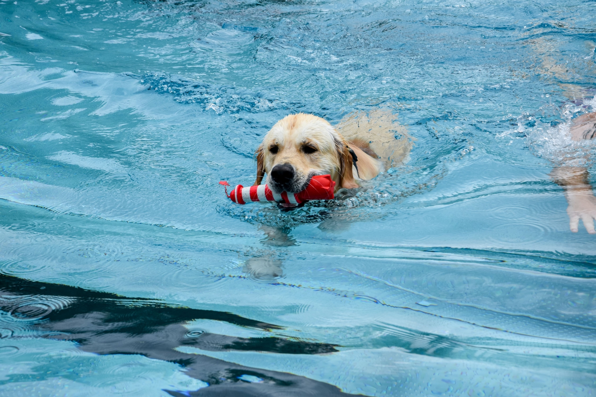 Hundeschwimmen VG Nieder-Olm Man erkennt einen hellen, größeren Hund (Rasse Labrador) welcher mit einem roten Hundespielzeug in einem Schwimmbecken schwimmt.
