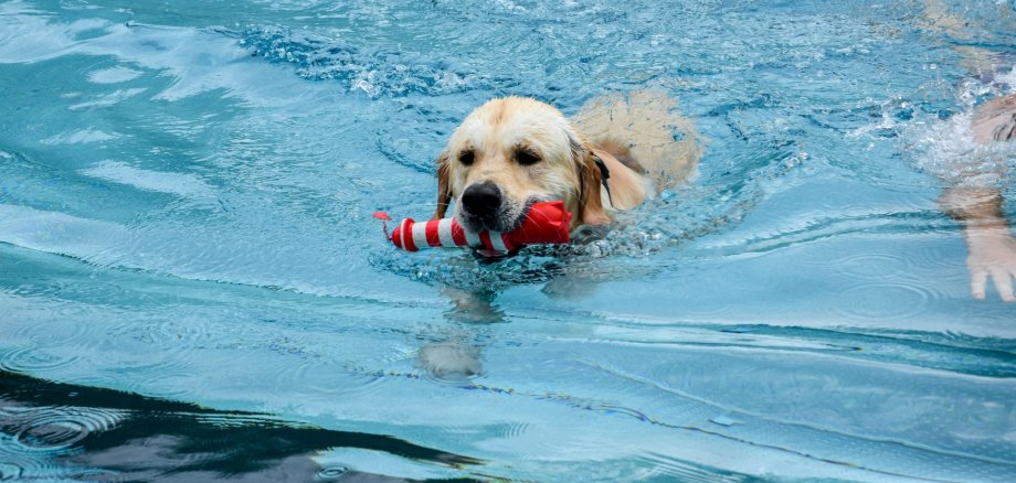Man erkennt einen hellen, größeren Hund (Rasse Labrador) welcher mit einem roten Hundespielzeug in einem Schwimmbecken schwimmt.