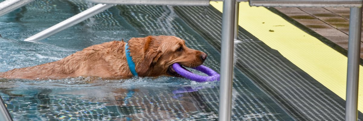 Hundeschwimmen VG Nieder-Olm Es dunkelbrauner Hund schwimmt mit einem lila Wurfring im Maul durch ein Schwimmbadbecken.