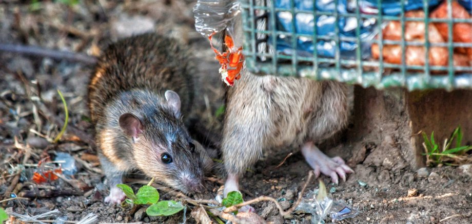 Rats