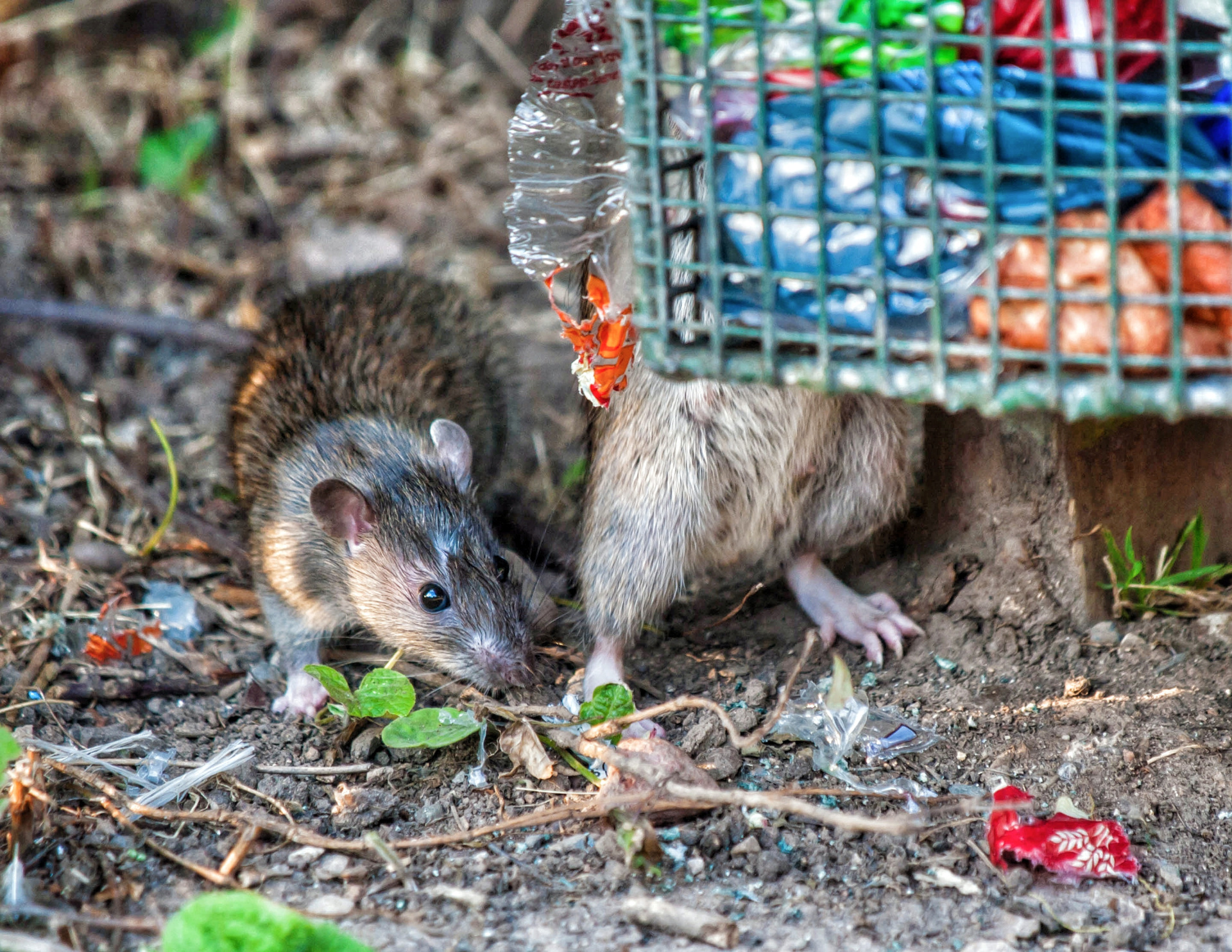 Rats Rats