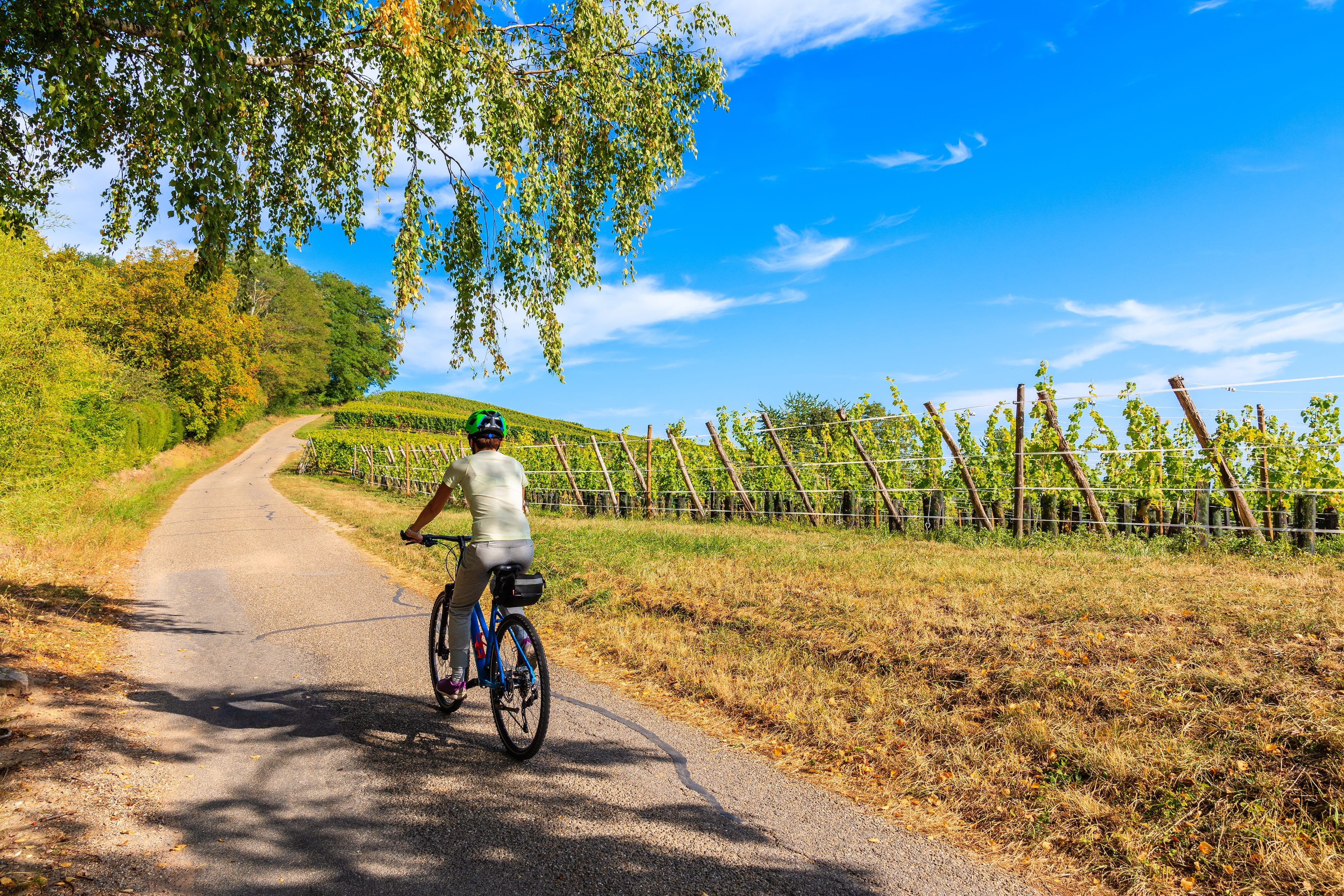 Fahrrad in den Weinbergen Auf dem Bild erkennt man eine Frau auf einem Fahrrad. Diese fährt bei Sonnenschein durch die Weinberge.