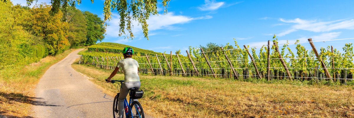 Fahrrad in den Weinbergen Auf dem Bild erkennt man eine Frau auf einem Fahrrad. Diese fährt bei Sonnenschein durch die Weinberge.