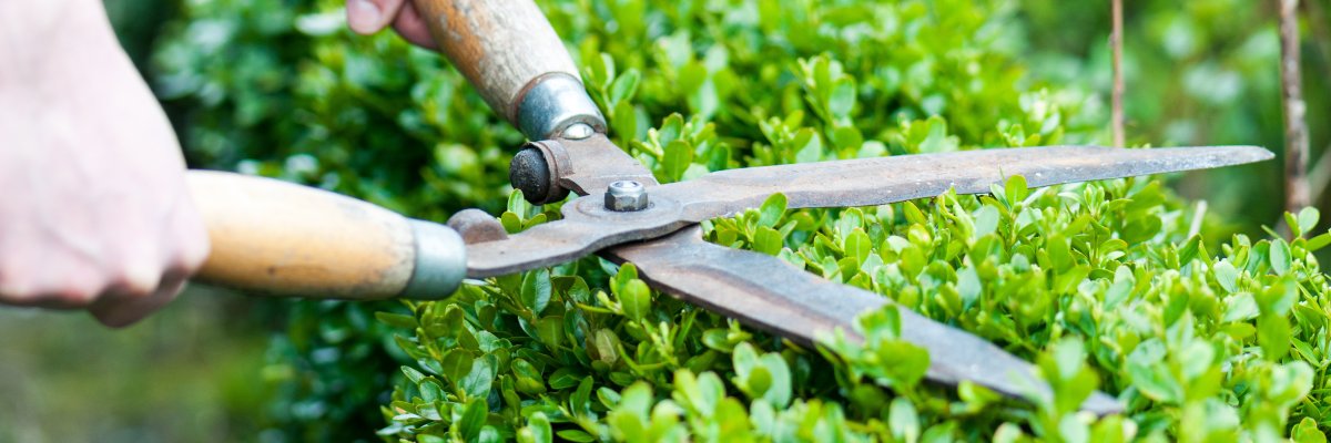 Hecke schneiden Hecke schneiden