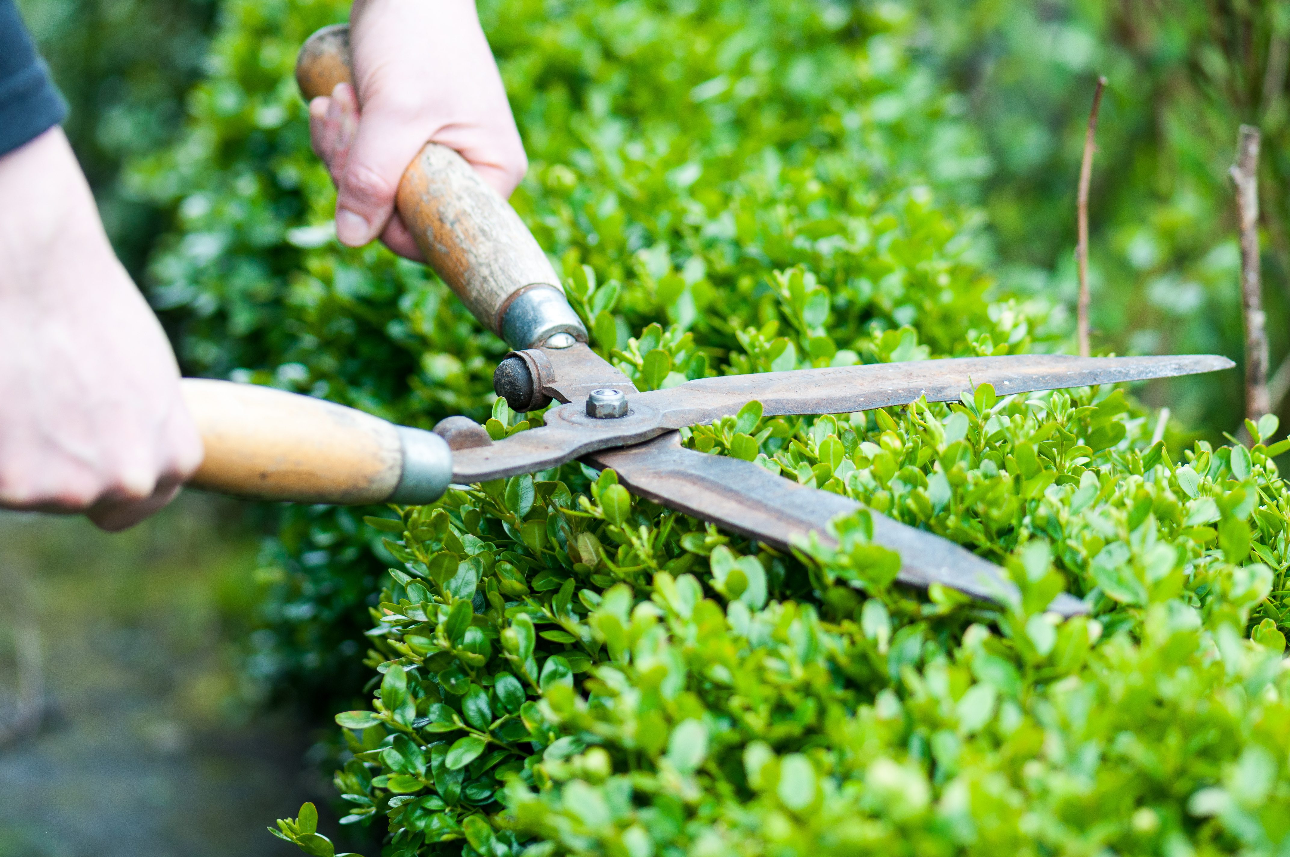 Hecke schneiden Hecke schneiden