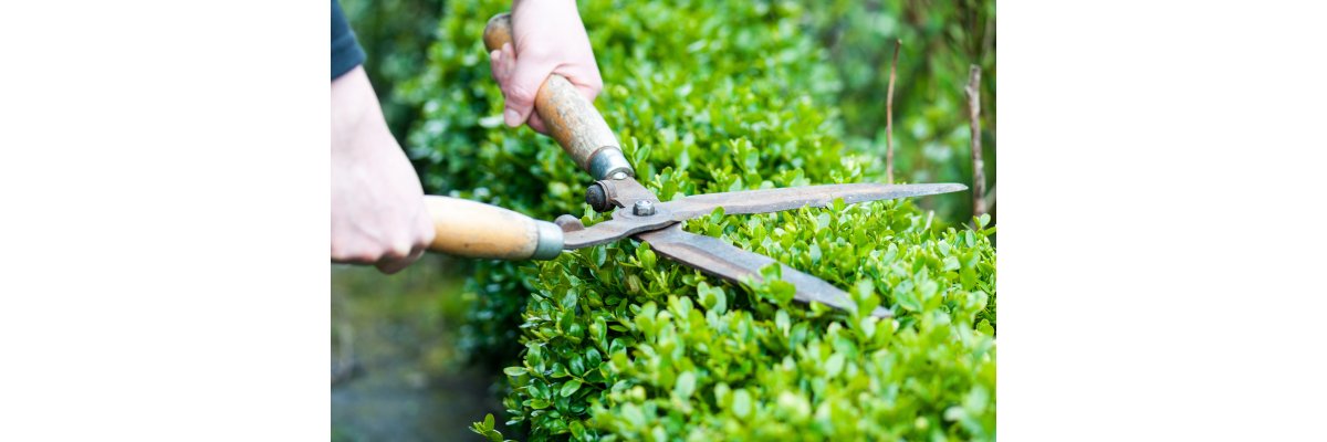 Hecke schneiden Hecke schneiden