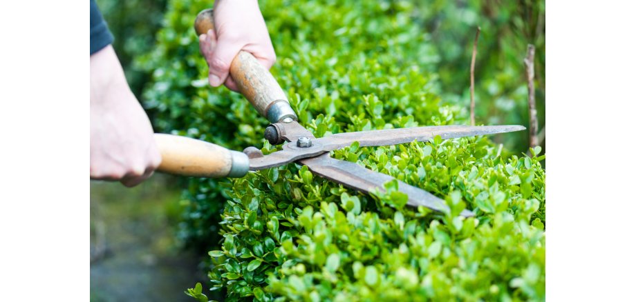 Hecke schneiden Hecke schneiden