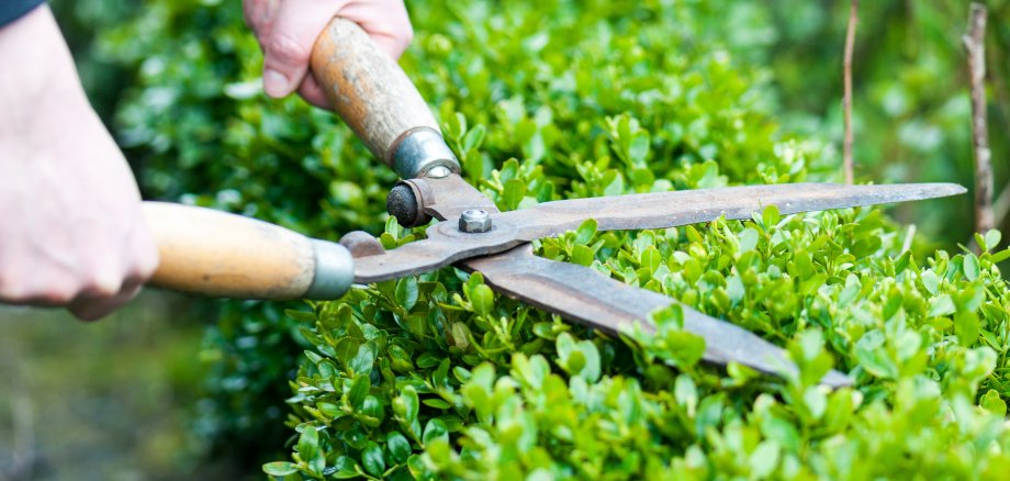 Hecke schneiden