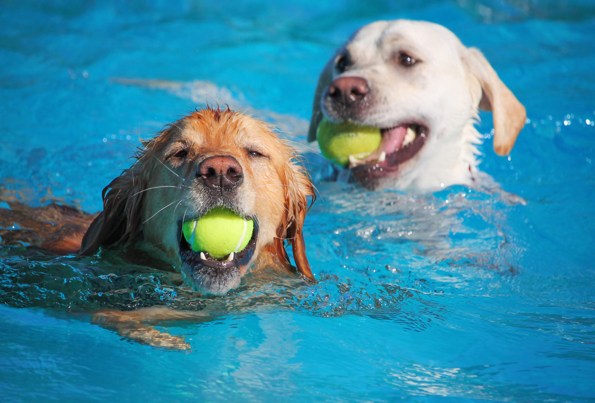 A dog having fun at a public pool on a hot summer day Zwei Hunde, die jeweils einen gelben Tennisball im Maul haben, schwimmen in einem Schwimmbecken.