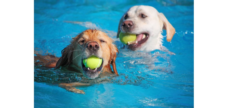 Zwei Hunde, die jeweils einen gelben Tennisball im Maul haben, schwimmen in einem Schwimmbecken.