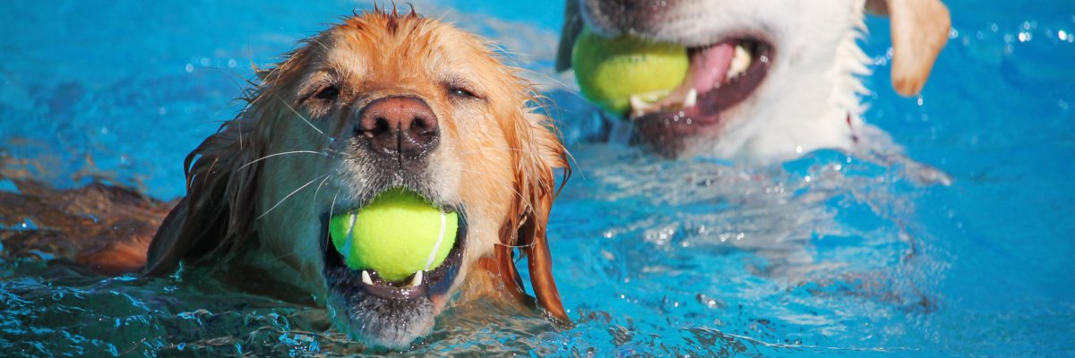 A dog having fun at a public pool on a hot summer day