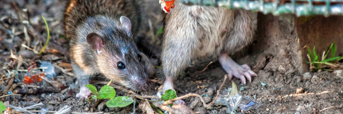 Rats Rats