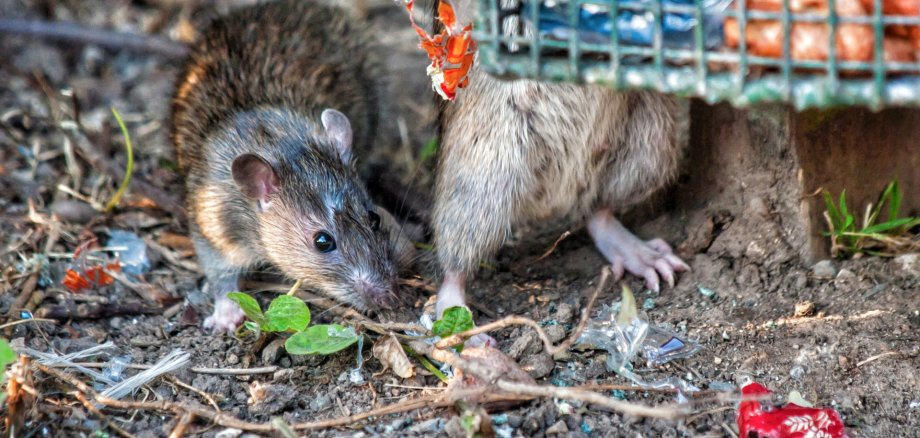 Rats Rats